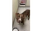 Lady Baby, American Pit Bull Terrier For Adoption In Fishers, Indiana