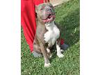 Mordy (neutered), American Staffordshire Terrier For Adoption In Marietta, Ohio