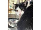 Lenny, Domestic Shorthair For Adoption In Washington, Virginia