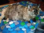 Tater Tots, Munchkin For Adoption In Ocala, Florida