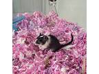Autumn, Gerbil For Adoption In Chicago, Illinois