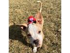 Remembrance, Terrier (unknown Type, Medium) For Adoption In Galloway, Ohio