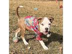 Legacy, Terrier (unknown Type, Medium) For Adoption In Galloway, Ohio