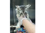 Jackie, Domestic Shorthair For Adoption In Kingston, New York