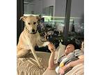 Cali, Golden Retriever For Adoption In Kelowna, British Columbia