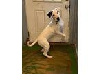 Jake 24, Labrador Retriever For Adoption In Brookhaven, Mississippi