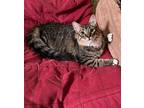 Gilligan, Domestic Longhair For Adoption In Hammond, Louisiana