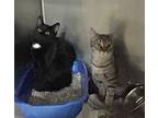 Arya, Domestic Shorthair For Adoption In Newport, North Carolina