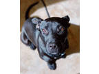Maia, Labrador Retriever For Adoption In Fernandina Beach, Florida