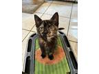 Auburn (college Kittens), Domestic Shorthair For Adoption In Alexandria