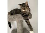 Bandicoot, Domestic Shorthair For Adoption In Richmond Hill, Ontario