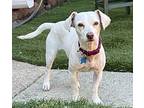 Abby!, Terrier (unknown Type, Small) For Adoption In Lincoln, California