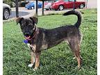 Sheba!, Terrier (unknown Type, Small) For Adoption In Lincoln, California