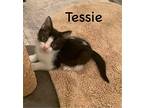 Tessie, Domestic Shorthair For Adoption In Hoover, Alabama