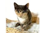 Cl-shiloh, Domestic Shorthair For Adoption In Newnan, Georgia