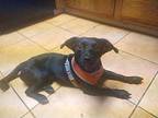 Buster, Dachshund For Adoption In Pittsburg, California