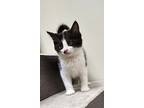 Wakko, Domestic Shorthair For Adoption In Fremont, Ohio