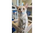 Mia, Domestic Shorthair For Adoption In Fremont, Ohio