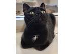 Galaxy, Domestic Shorthair For Adoption In Fremont, Ohio
