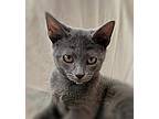 Giovanni, Domestic Shorthair For Adoption In Ocean Springs, Mississippi