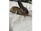 Papito, Cinnamon For Adoption In West Palm Beach, Florida