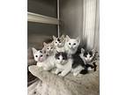 Ash (little Leaves Kittens), Domestic Shorthair For Adoption In Alexandria