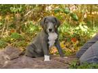 Stella
