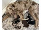 Australian Shepherd PUPPY FOR SALE ADN-832644 - Cinnamon and Fens Spook Tacular