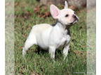 French Bulldog PUPPY FOR SALE ADN-832624 - Beautiful Healthy AKC Frenchie