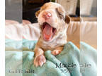 Australian Shepherd PUPPY FOR SALE ADN-832616 - Marble