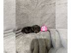 Dachshund PUPPY FOR SALE ADN-832575 - Miniature Dachshund Puppies