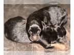 German Shepherd Dog PUPPY FOR SALE ADN-832453 - AKC registered german shepherd