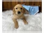 Golden Retriever PUPPY FOR SALE ADN-832451 - Expecting Golden Retrievers