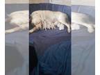 Goldendoodle PUPPY FOR SALE ADN-832416 - F1 Goldendoodle puppies