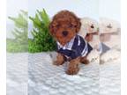 Cavalier King Charles Spaniel-Poodle (Toy) Mix PUPPY FOR SALE ADN-832388 - Nice