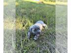 Cane Corso PUPPY FOR SALE ADN-832328 - AKC Cane Corso