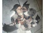 Australian Shepherd PUPPY FOR SALE ADN-832420 - Standard Aussies With Tails