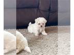 Maltese PUPPY FOR SALE ADN-832556 - Maltese Puppies
