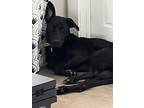 Itsy, Labrador Retriever For Adoption In Mountain View, Arkansas