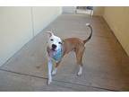 Juke, American Staffordshire Terrier For Adoption In Mckinney, Texas