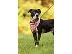 Sherlock, American Staffordshire Terrier For Adoption In Raleigh, North Carolina