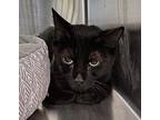Enchilada, Domestic Shorthair For Adoption In Tioga, Pennsylvania