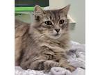 Maisy, Domestic Longhair For Adoption In Tioga, Pennsylvania