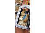 6 Shades Of Orange Kittens, Domestic Shorthair For Adoption In Tioga