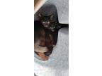 Deadpool & Wolverine Kittens, Domestic Shorthair For Adoption In Tioga