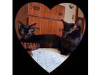 Geordie And Will, Domestic Shorthair For Adoption In West Boylston
