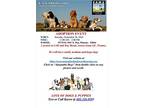 Schroeder 8 Yr Jack Russell, Jack Russell Terrier For Adoption In Mesa, Arizona