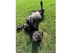 Bunny, Labrador Retriever For Adoption In East Hartford, Connecticut