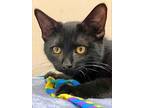 Kitten Abby, Domestic Longhair For Adoption In Salem, New Hampshire