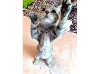 Kitten Winslow, Domestic Shorthair For Adoption In Salem, New Hampshire